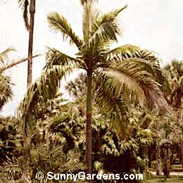 Roystonea regia, Cuban Royal Palm