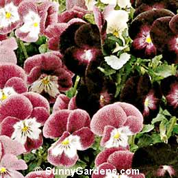 Viola cornuta, Horned Violet, Tufted Violet, Annual Violet
