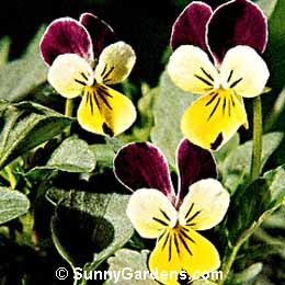 Viola tricolor, Johnny Jump Up, Heartsease, Annual Violet