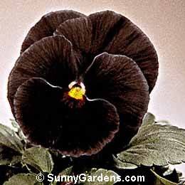 Viola x wittrockiana, Viola, Heartsease, Viola tricolor hortensis, Annual Violet