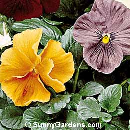 Viola x wittrockiana, Pansy, Annual Violet