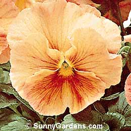 Viola x wittrockiana, Pansy, Annual Violet