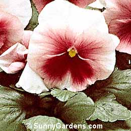 Viola x wittrockiana, Pansy, Annual Violet