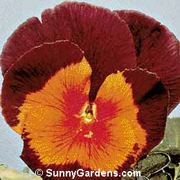 Viola x wittrockiana, Pansy, Annual Violet