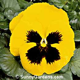 Viola x wittrockiana, Pansy, Annual Violet