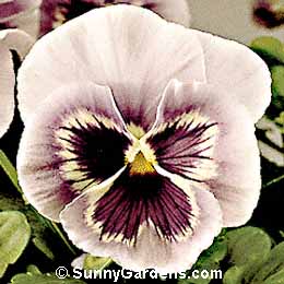 Viola x wittrockiana, Pansy, Annual Violet