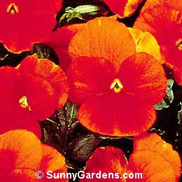 Viola x wittrockiana, Pansy, Annual Violet