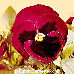 Viola x wittrockiana, Pansy, Annual Violet