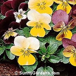 Viola x wittrockiana, Pansy, Annual Violet