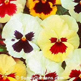 Viola x wittrockiana, Pansy, Lady's Delight, Viola, Annual Violet