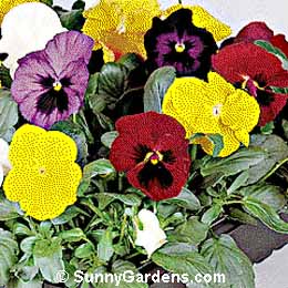 Viola x wittrockiana, Pansy, Annual Violet