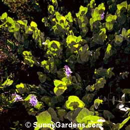 Parahebe perfoliata