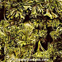 Petroselinum crispum, Parsley