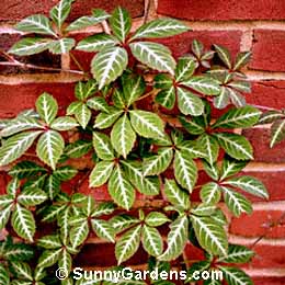 Parthenocissus henryana, Silver Vein Creeper