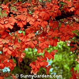 Parthenocissus quinquefolia, Virginia Creeper, Woodbine