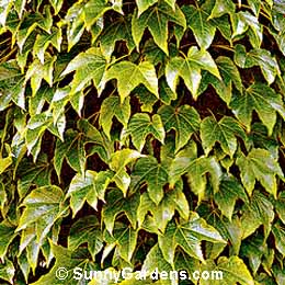 Parthenocissus tricuspidata, Boston Ivy, Japanese Creeper