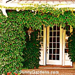 Parthenocissus tricuspidata, Boston Ivy