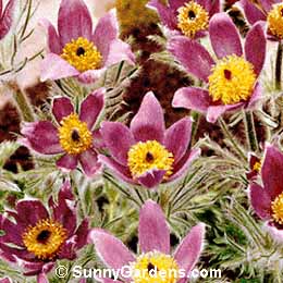 Pulsatilla vulgaris, Common Pasque Flower, European Pasque Flower