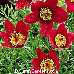 Pulsatilla vulgaris, Pasque Flower