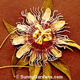 Passiflora, Passion Vine