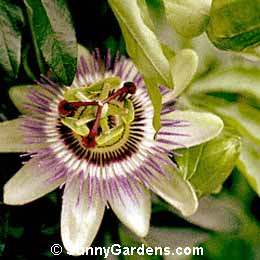 Passiflora caerulea, Blue Crown Passion Flower, Blue Passion Flower