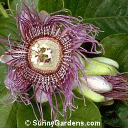 Passiflora quadrangularis, Granadilla, Giant Granadilla