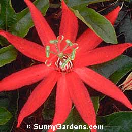 Passiflora vitifolia, Passionflower