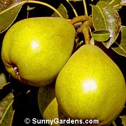 Pyrus, Comice Pear, Royal Riviera Pear