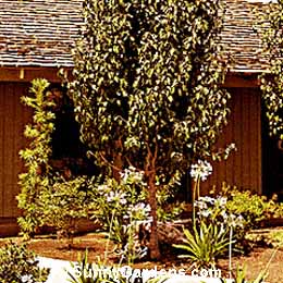 Pyrus calleryana, Pear