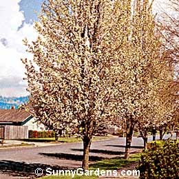 Pyrus calleryana, Callery Pear