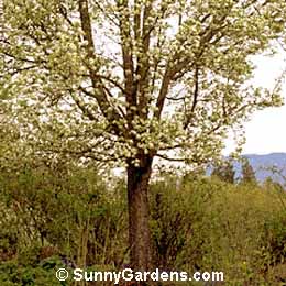 Pyrus calleryana, Pear