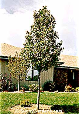 Pyrus communis, Pear