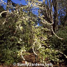 Pyrus pashia, Pear