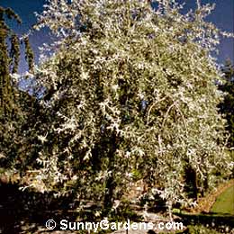 Pyrus salicifolia, Weeping-Willow-Leafed Pear