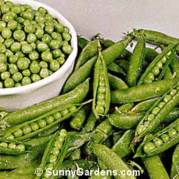 Pisum sativum, Garden Peas