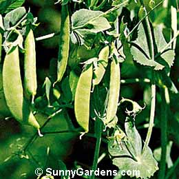 Pisum sativum, Garden Pea