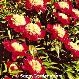 Paeonia japonica, Japanese Peony