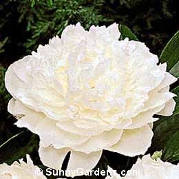Paeonia lactiflora, Japanese Herbaceous Peony