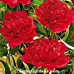 Paeonia lactiflora, Japanese Herbaceous Peony