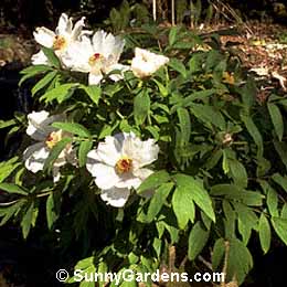 Paeonia suffruticosa, Tree Peony, Moutan Peony