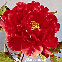 Paeonia suffruticosa, Tree Peony