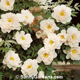 Paeonia suffruticosa, Tree Peony