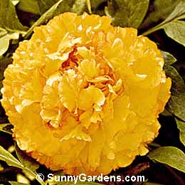 Paeonia suffruticosa, Tree Peony