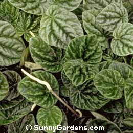 Peperomia griseoargentea, Radiator Plant, Ivy-Leaf Pepper, Platinum Pepper