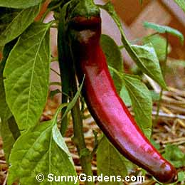 Capsicum, Anaheim Pepper