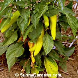 Capsicum, Hungarian Wax Pepper, Hungarian Yellow Wax Pepper, Hungarian Long Pepper