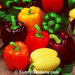 Capsicum, Bush Red Pepper, Paprika, Red Pepper