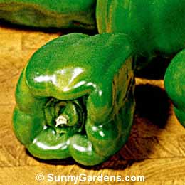 Capsicum annuum, Bell Pepper