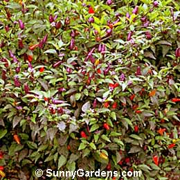 Capsicum annuum, Bush Red Pepper, Paprika, Red Pepper