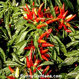 Capsicum annuum, Bush Red Pepper, Paprika, Red Pepper